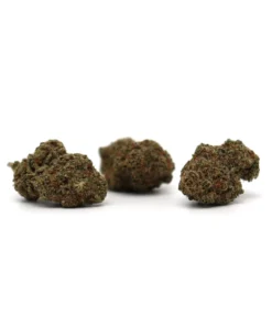 Produit snowog 2